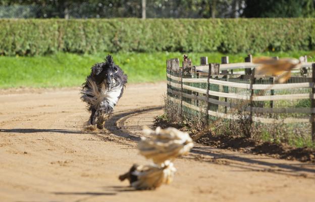 Афганска хрътка
