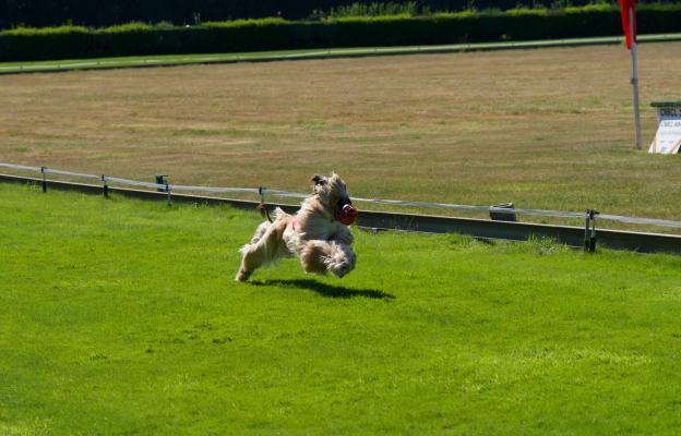 Афганска хрътка