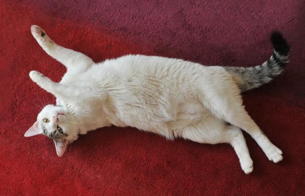 Котка по гръб