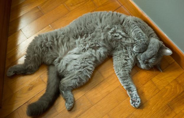 Котка по гръб