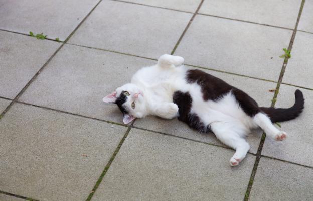 Котка по гръб