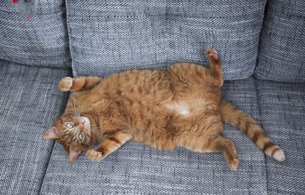 Котка по гръб