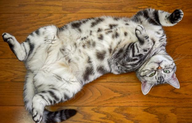 Котка по гръб