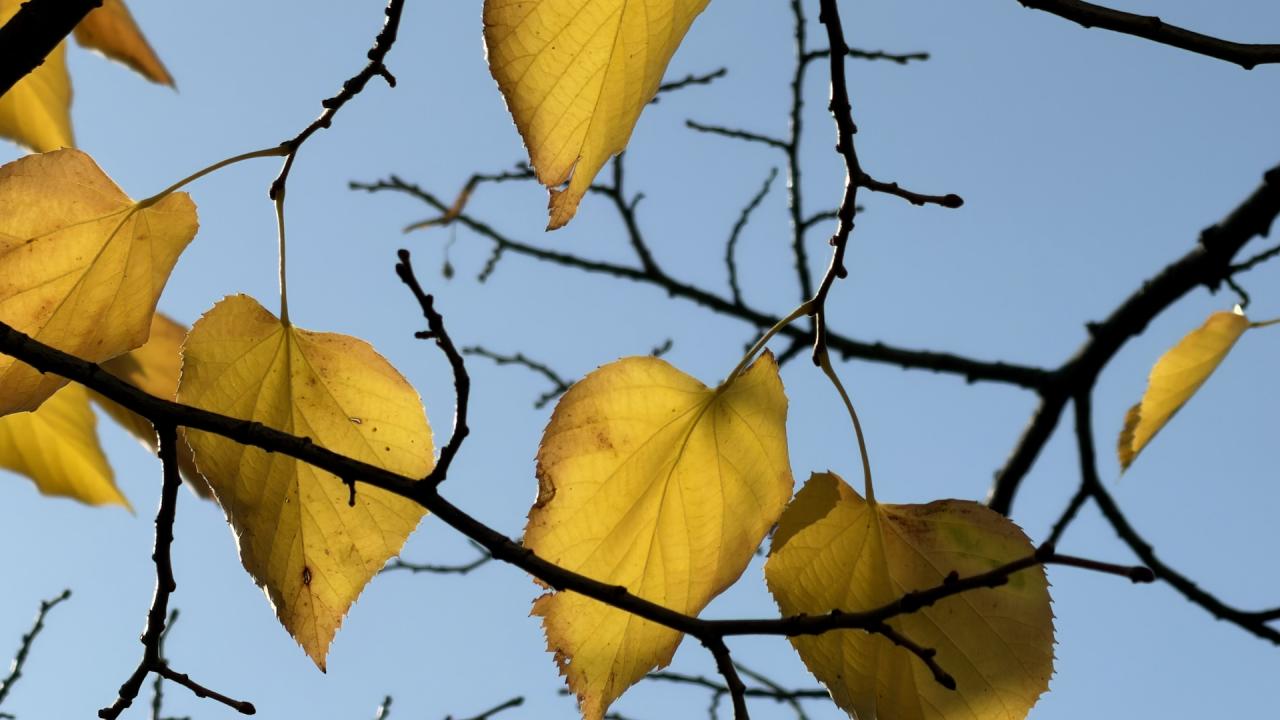 Времето с Ники Василковски
