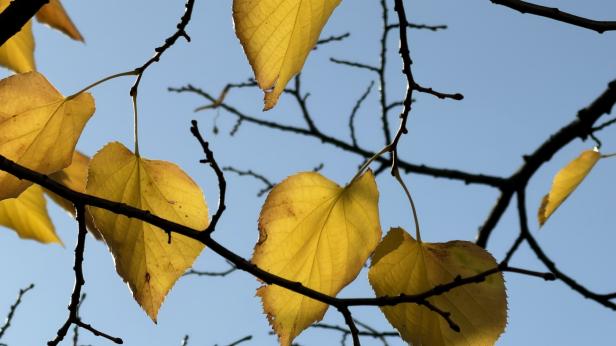 Силен вятър и над 20 градуса в понеделник