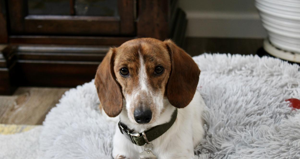 куче повръща