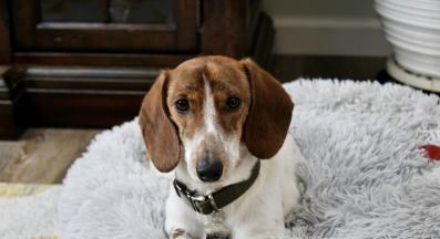 куче повръща