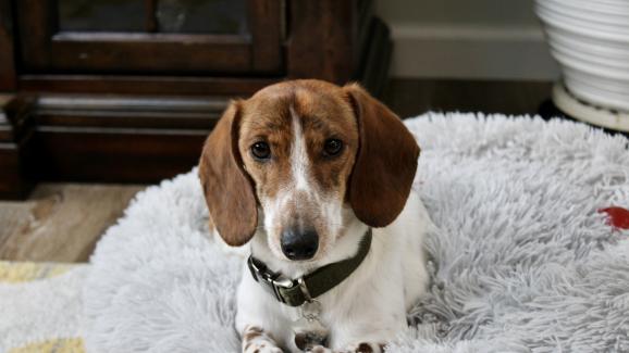 Защо кучетата повръщат след хранене