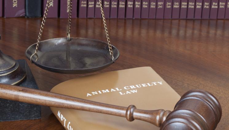 животни насилие