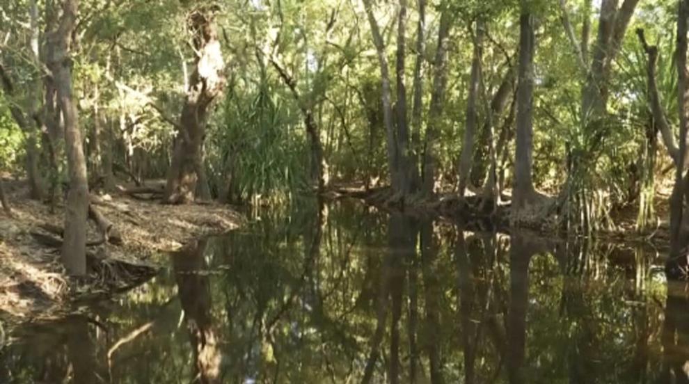 Изненадващо откритие: праисторически крокодили вероятно са скачали от дърветата