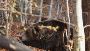 Парк за мечки Белица