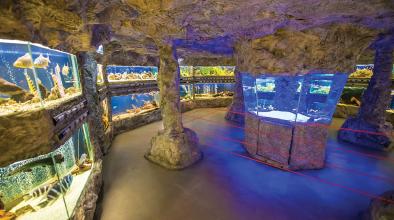 природонаучен музей Пловдив