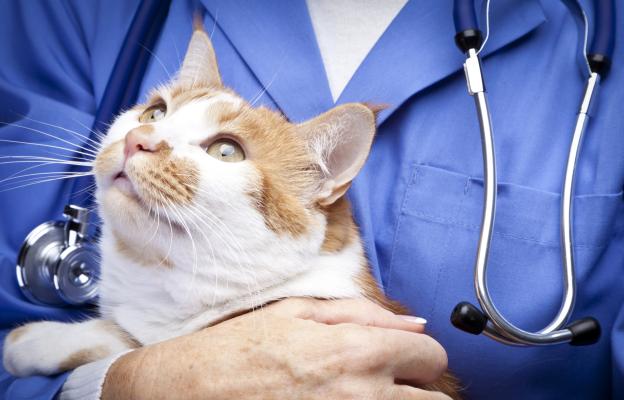 котка при ветеринар