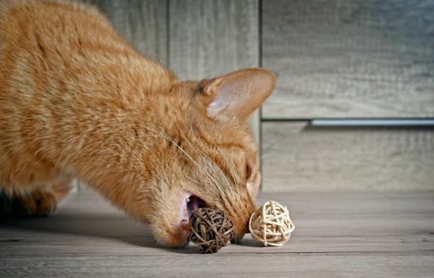 котка при ветеринар