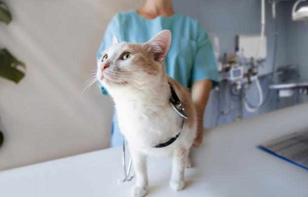 котка при ветеринар