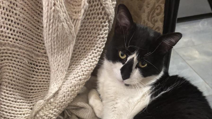 Отмъщението на Гершуин!