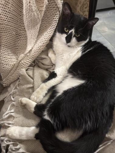 Отмъщението на Гершуин