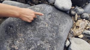 Магнитни вкаменелости крият ключа към „GPS системите“ на древни морски същества