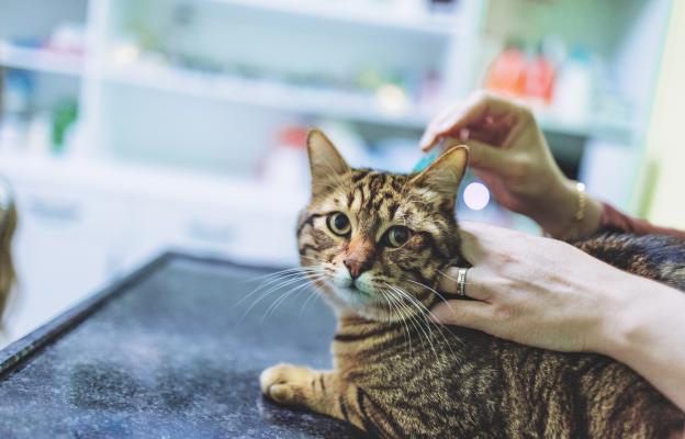 Котка при ветеринар