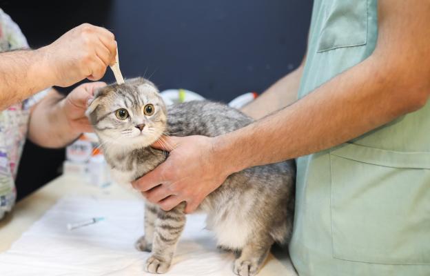 Котка при ветеринар