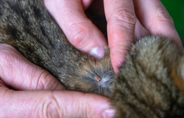 Котка при ветеринар