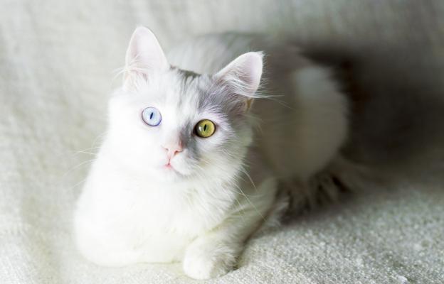 Турска ангорска котка