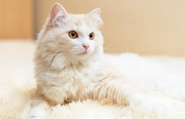 Турска ангорска котка