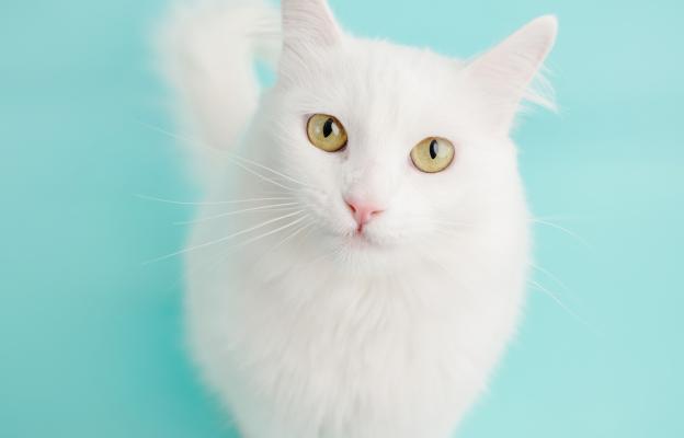 Турска ангорска котка