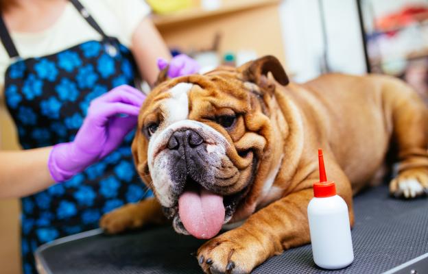 куче почистване на уши