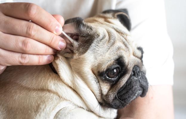куче почистване на уши