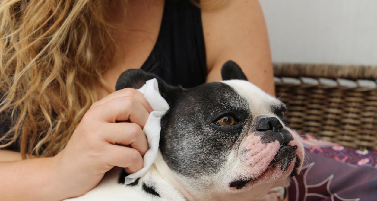 куче почистване на уши