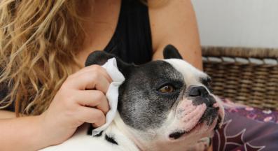 куче почистване на уши