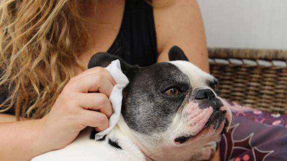 Как да почистим правилно ушите на кучето си