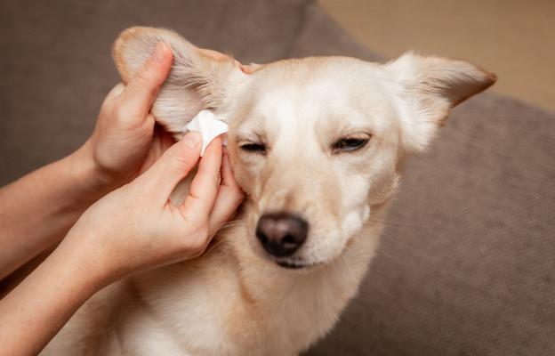 куче почистване на уши