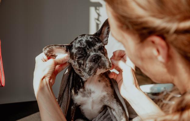 куче почистване на уши