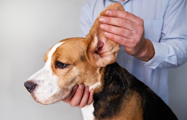 куче почистване на уши