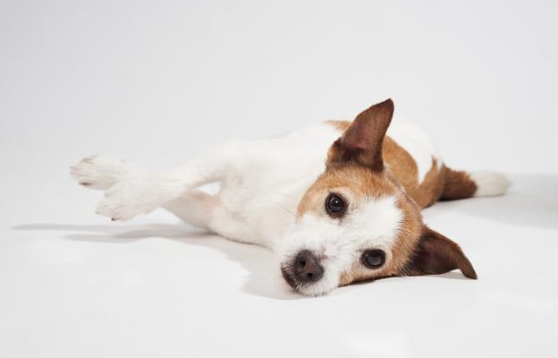 куче почистване на уши