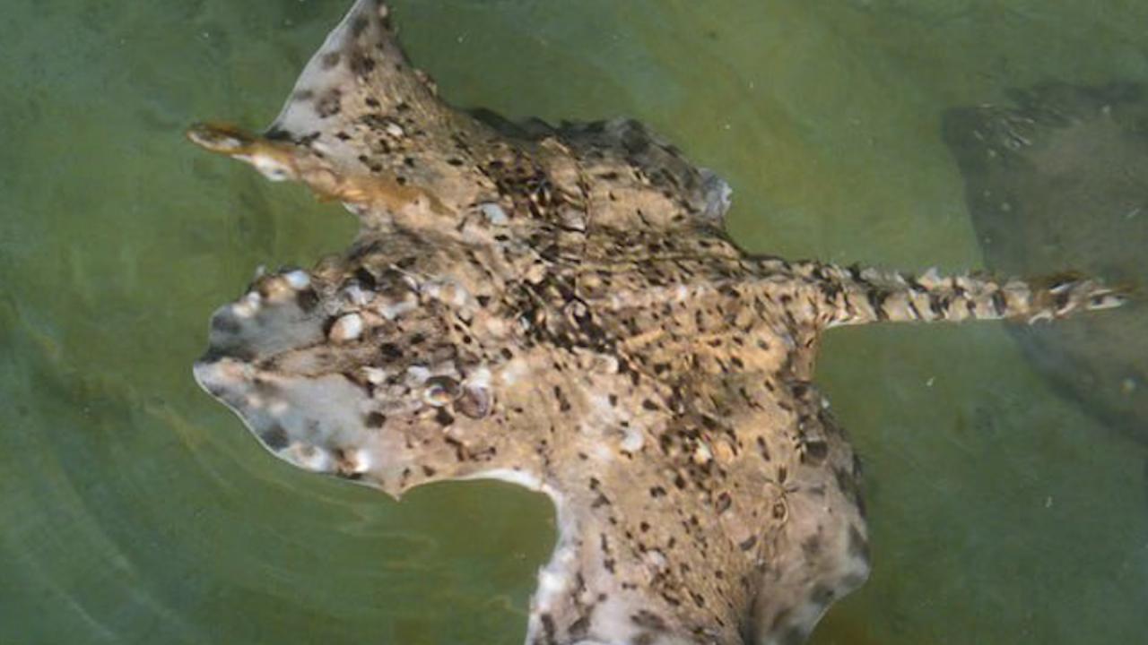 Морска лисица