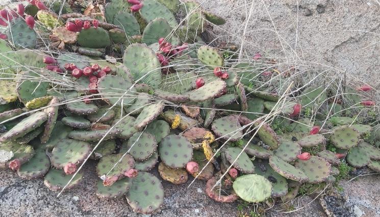 опунция - Бунарджика става Мексико, завземат го кактуси