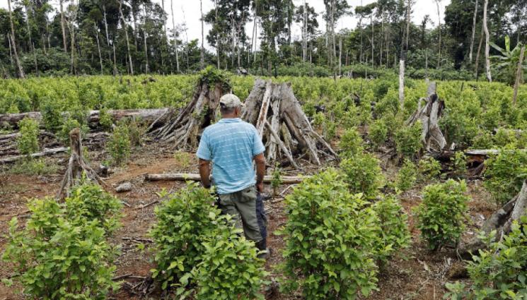Насаждения с кока в Ел Реторно Северна Колумбия