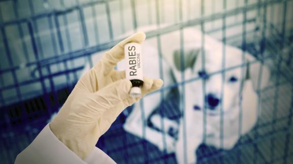 Бяс при кучетата – какво трябва да знаем