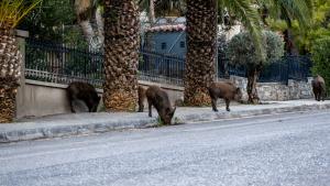 глигани Гърция