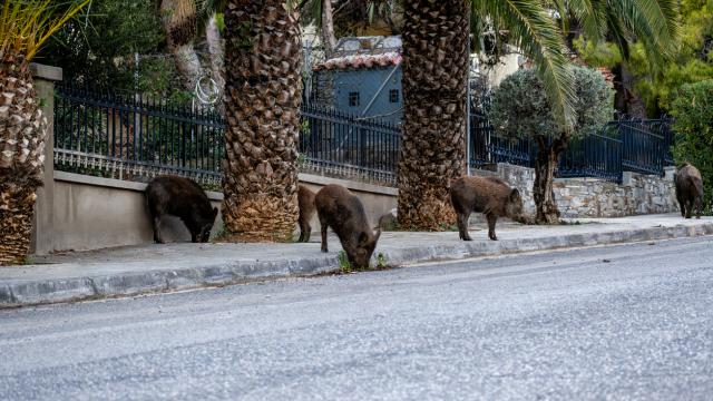 Обратен ефект: В Гърция се оплакват от прекалено много мечки, вълци и глигани