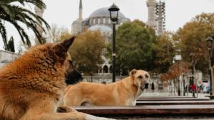 истанбул бездомни кучета