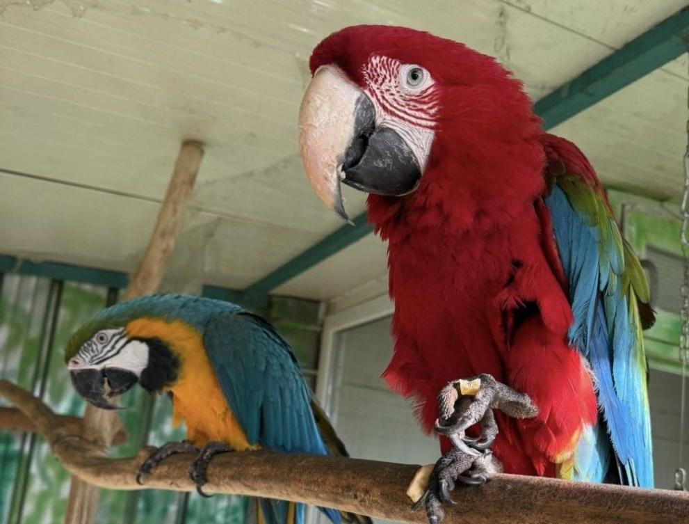 Арите Пако и Моли са цветните звезди в зоопарка в