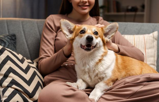 куче и човек