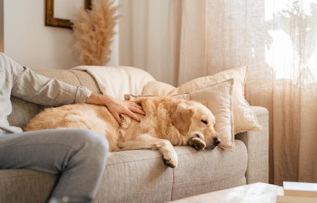 куче и човек