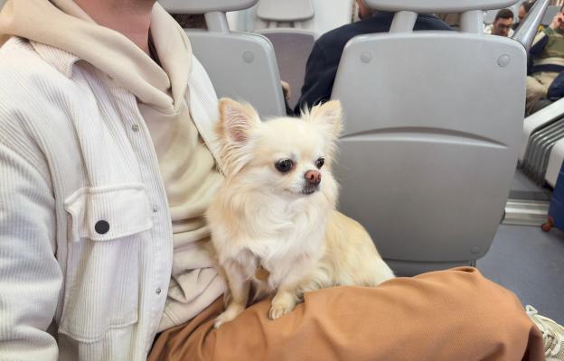 куче и човек