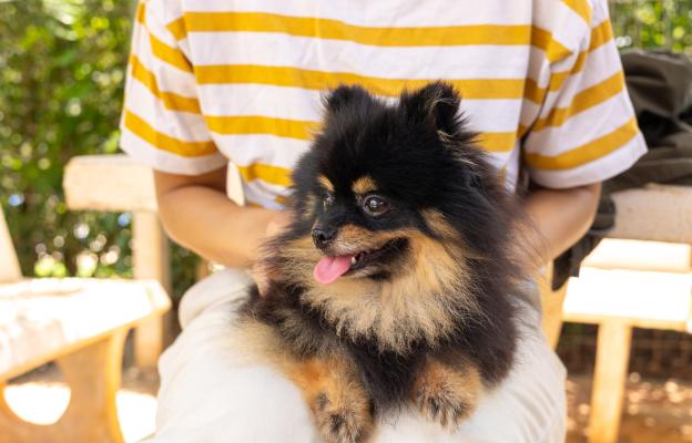 куче и човек