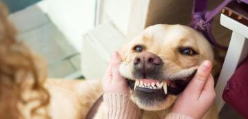 Знаете ли точно колко зъба има кучето ви?